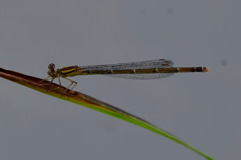 Orange Bluet, Female