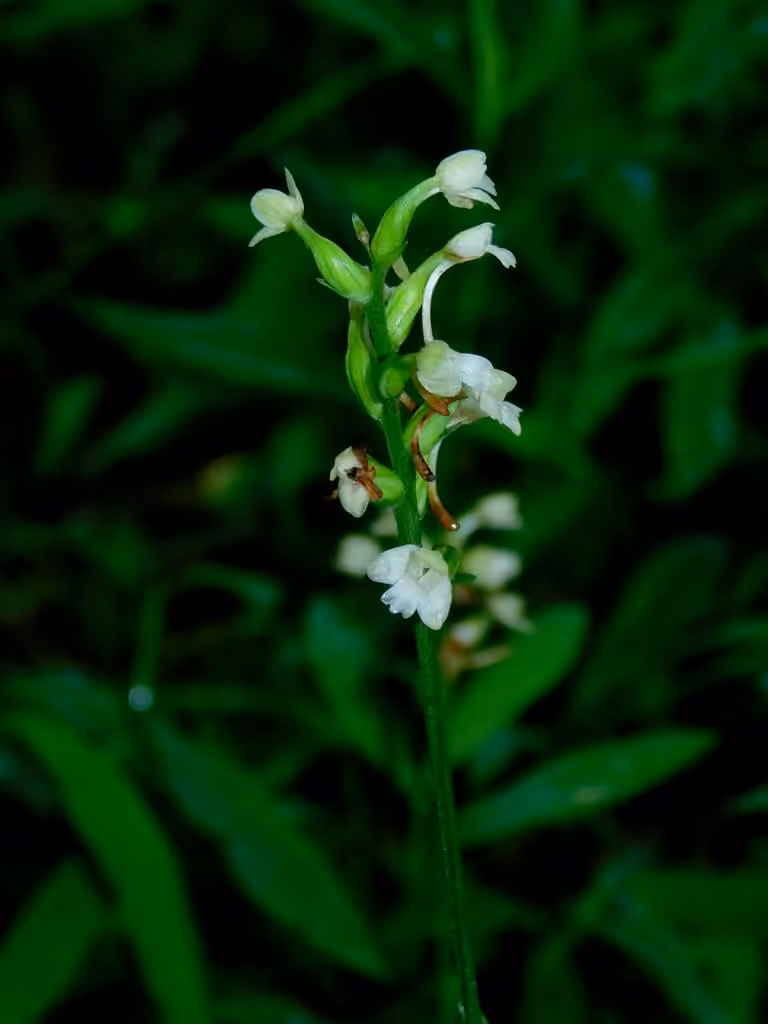Small green wood orchid