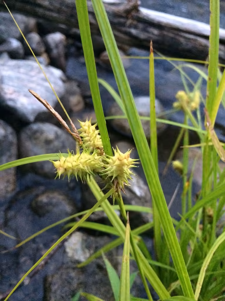 Carex réfléchi, photo 1 sur 5