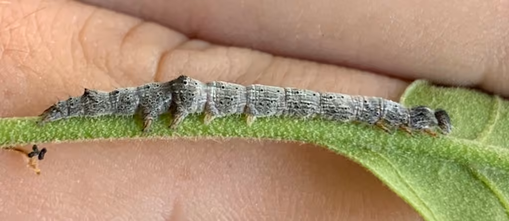 Little Lined Underwing, photo 2 of 5