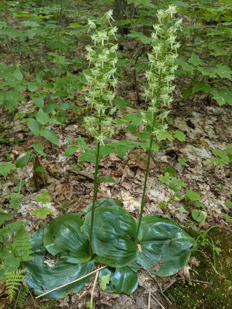 Lesser roundleaved orchid