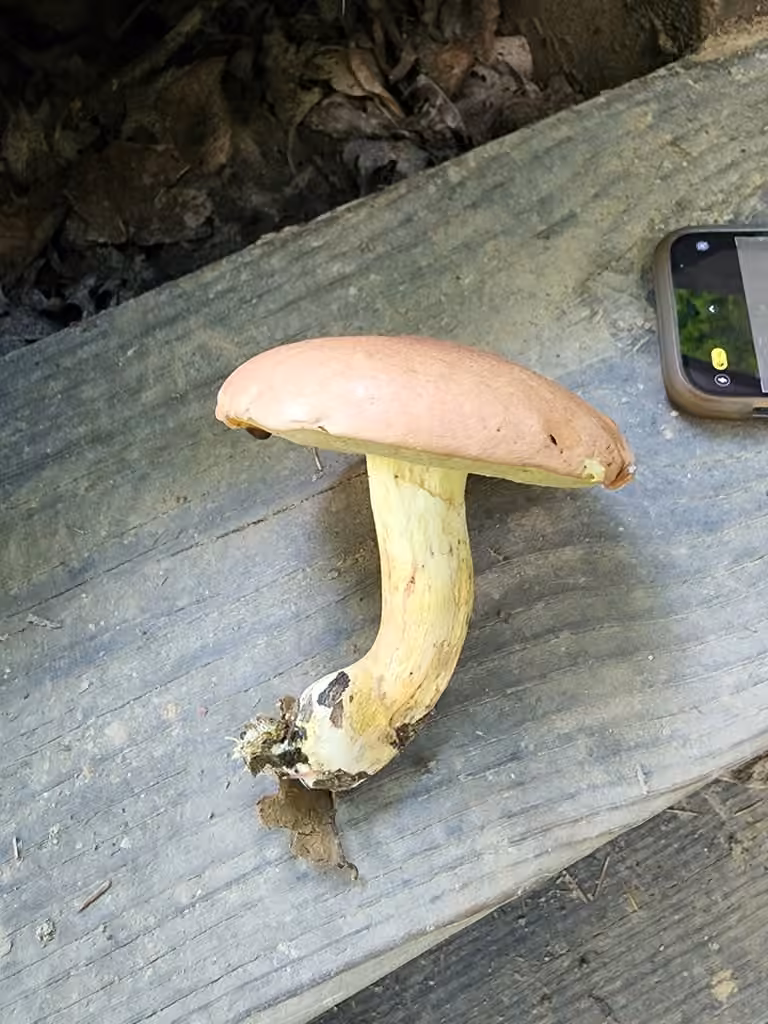 Butyriboletus taughannockensis, photo 2 of 5