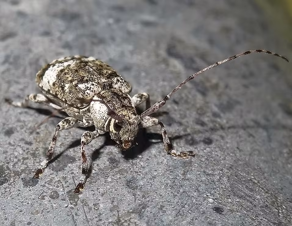 Longicorne maculé