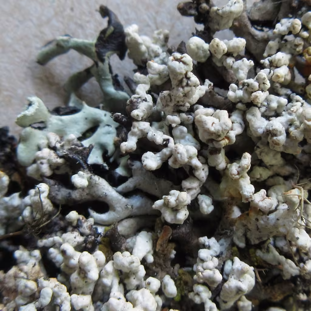 Cyphobasidium hypogymniicola, photo 3 sur 5