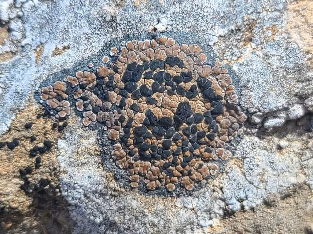 Lecidea lichen, photo 1 of 5