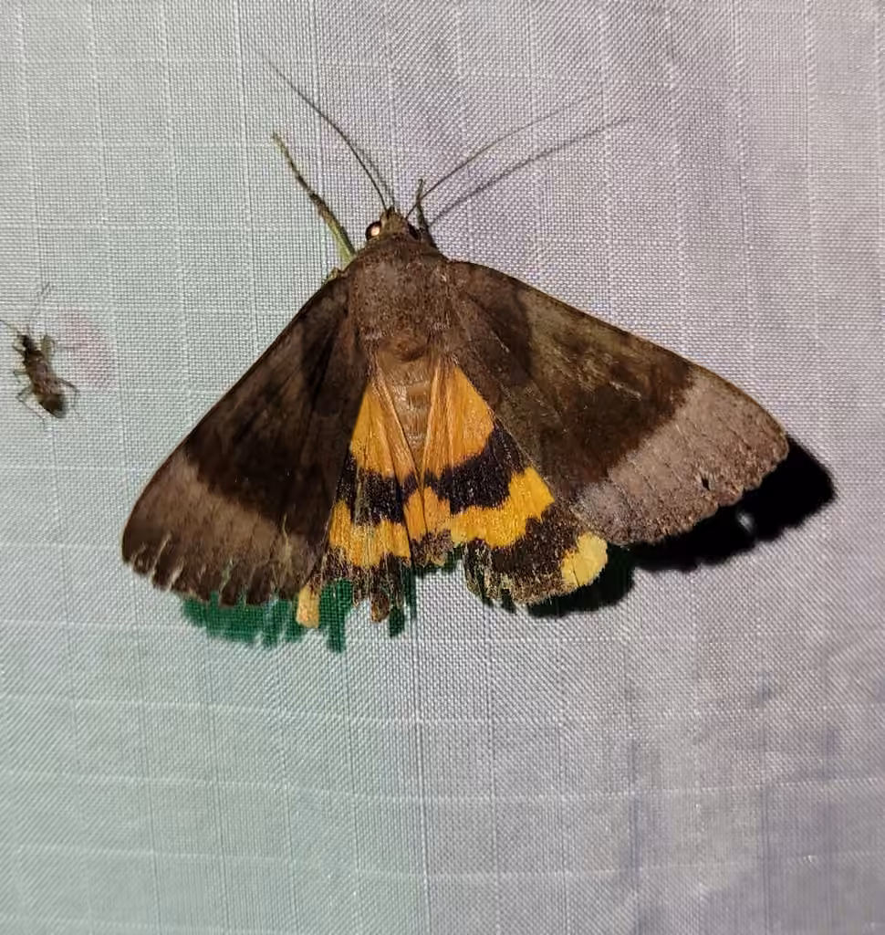Bay Underwing, photo 1 of 5