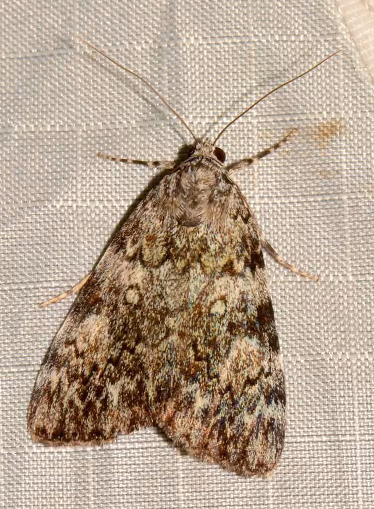 Little Lined Underwing, photo 3 of 5