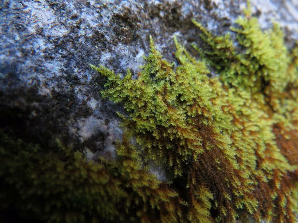 Haller's Feather-moss, photo 3 of 5