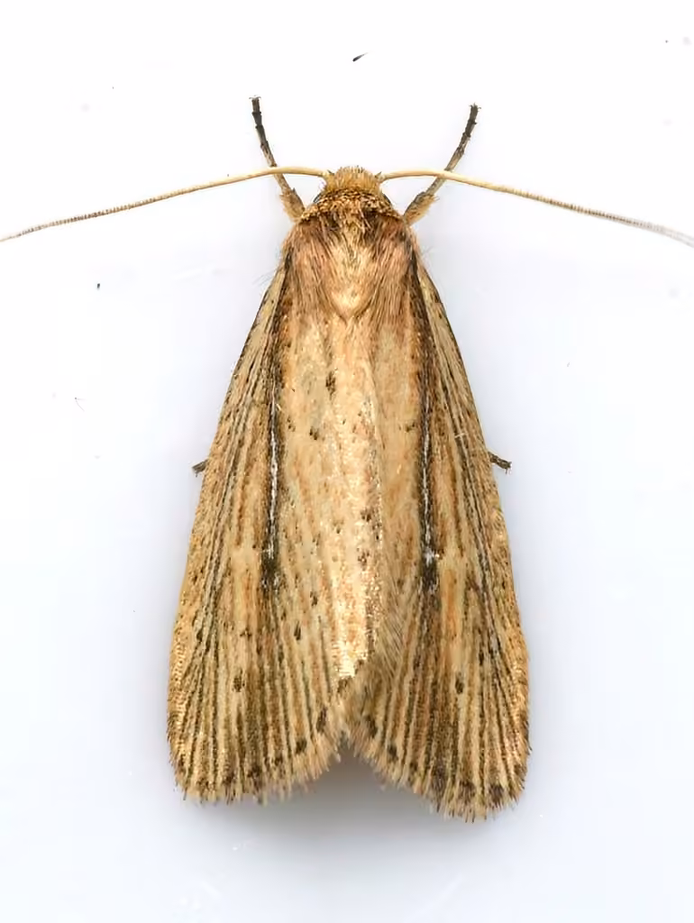 Narrow-winged Borer Moth