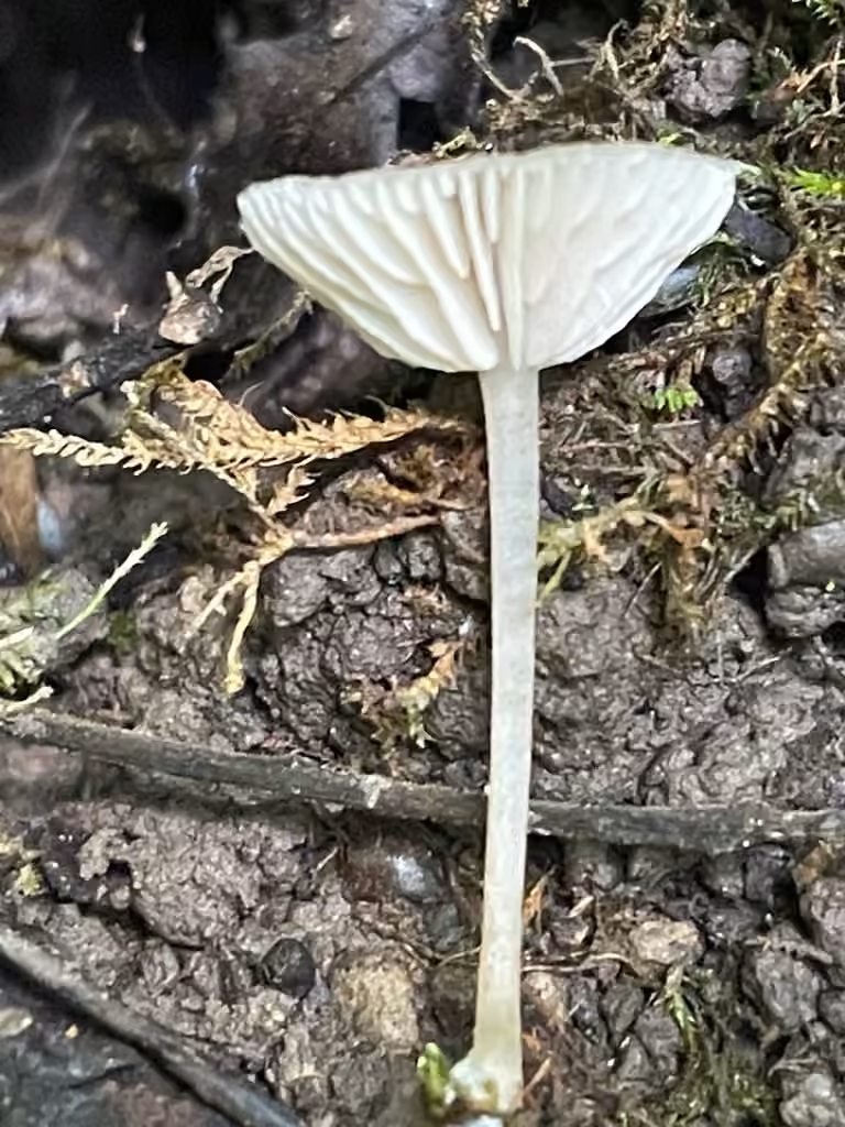 Entoloma perumbilicatum, photo 1 of 5