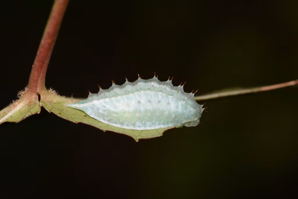 Jeweled Tailed Slug Moth, Caterpillar