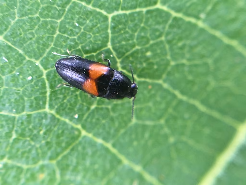 Finely-striated click beetle, photo 3 of 5