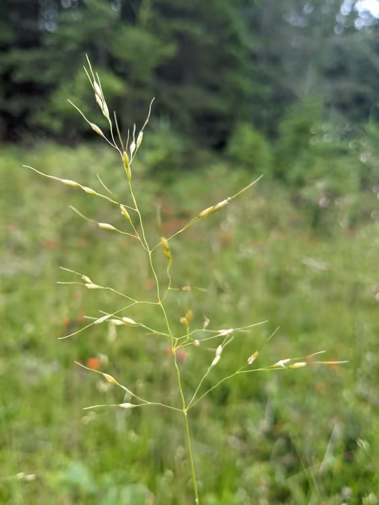 Oryzopsis du Canada