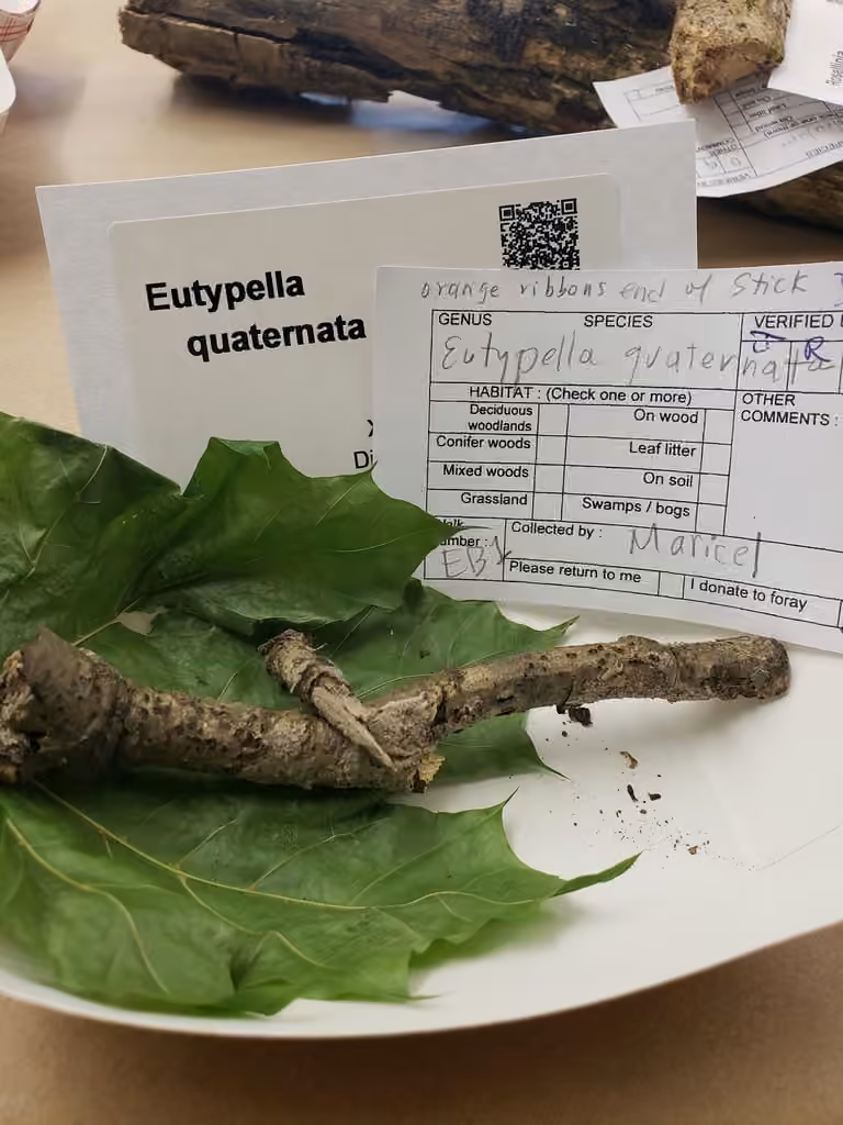 Quaternaria quaternata, photo 2 of 5