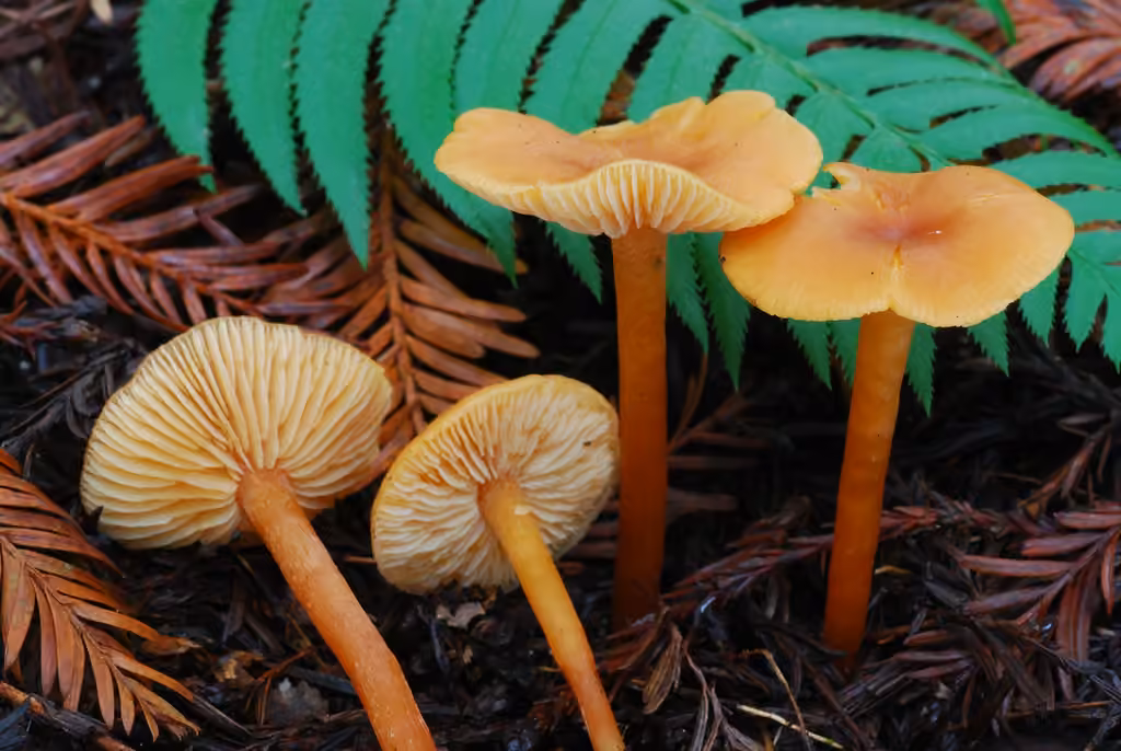 Rhodocybe cuivré, photo 1 sur 5