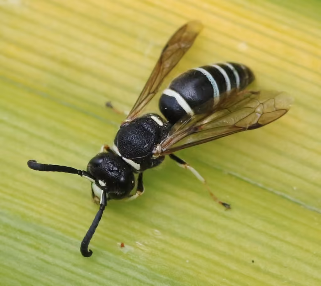 Black-and-white Mason Wasp, photo 1 of 5