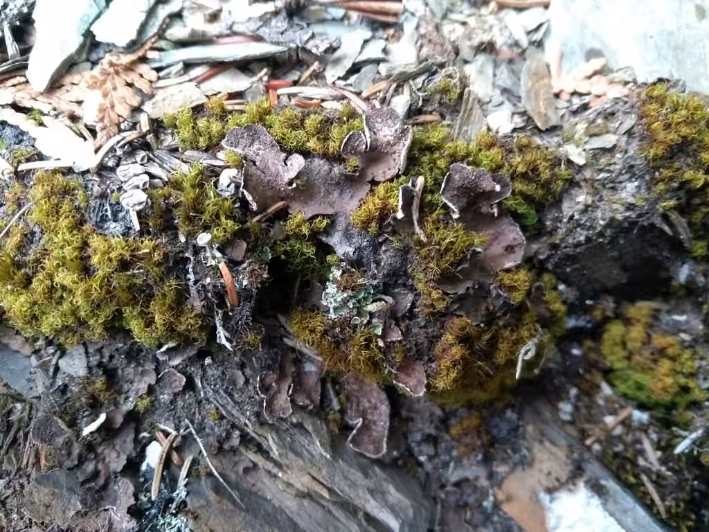 Peltigère écailleuse, photo 3 sur 5