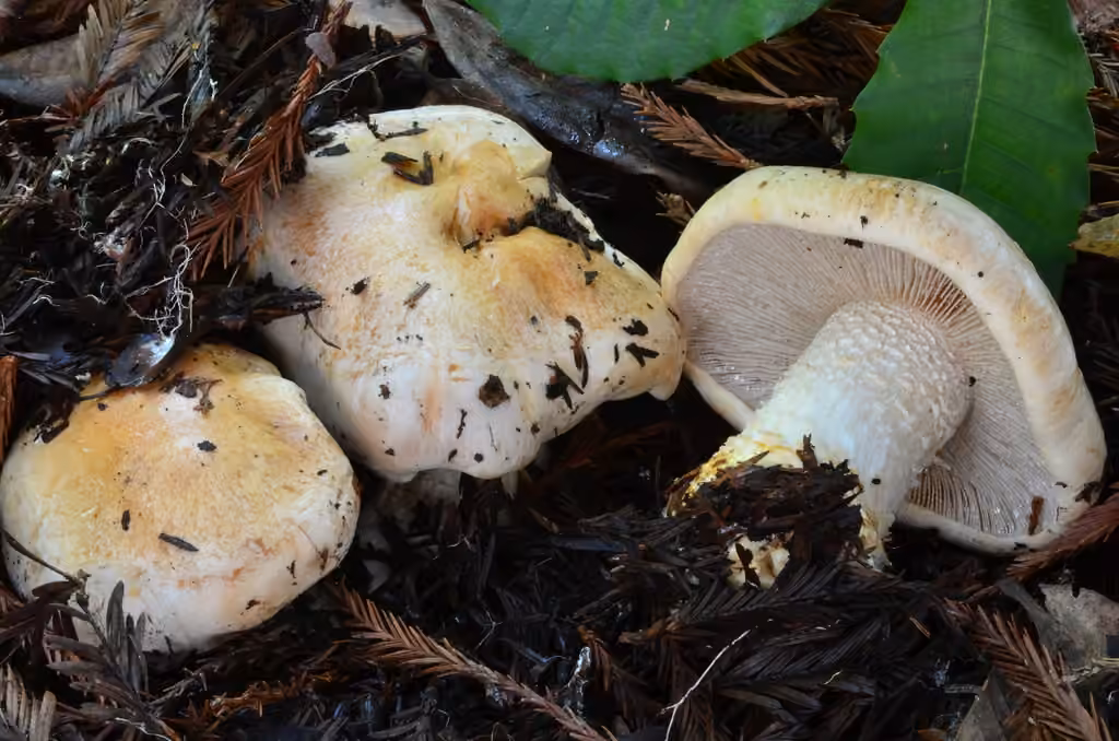Hebeloma albomarginatum, photo 1 sur 5