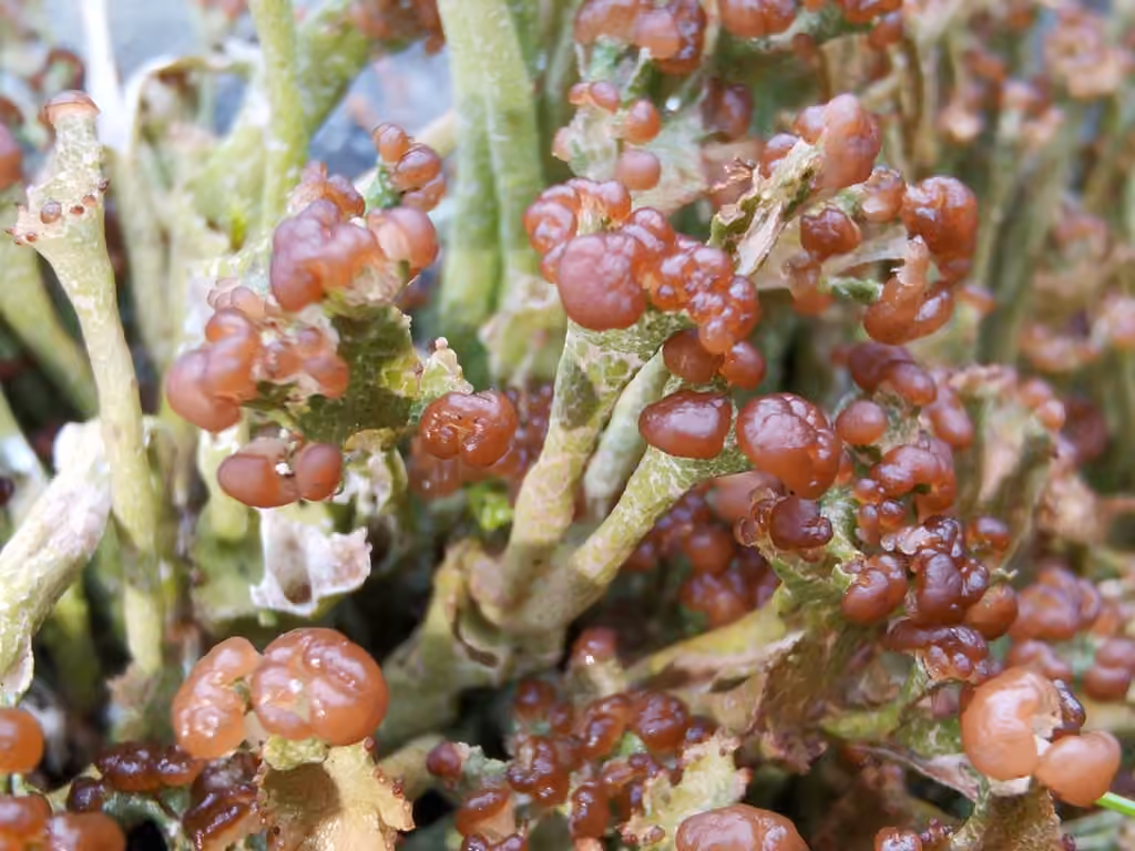 Bullet-proof soldiers lichen, photo 3 of 5