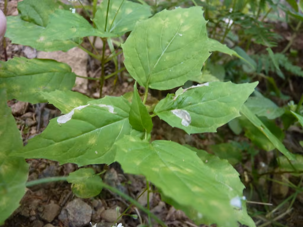 Enchanter's Cosmet, Caterpillar