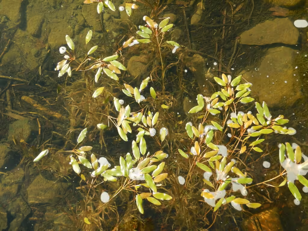 Potamot émergé, En fleurs