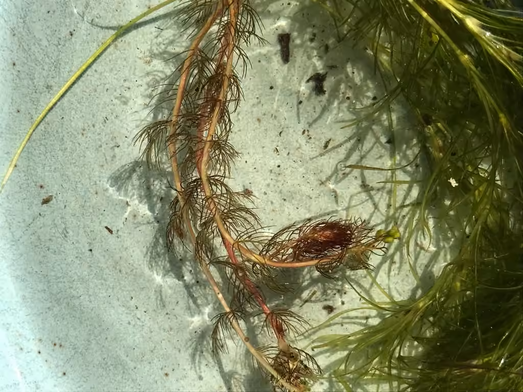 Myriophylle à fleurs alternes, En boutons