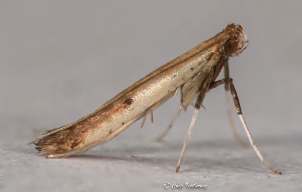 Tick-Trefoil Caloptilia Moth, photo 1 sur 5