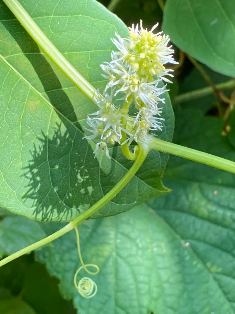 Wild cucumber, In flower