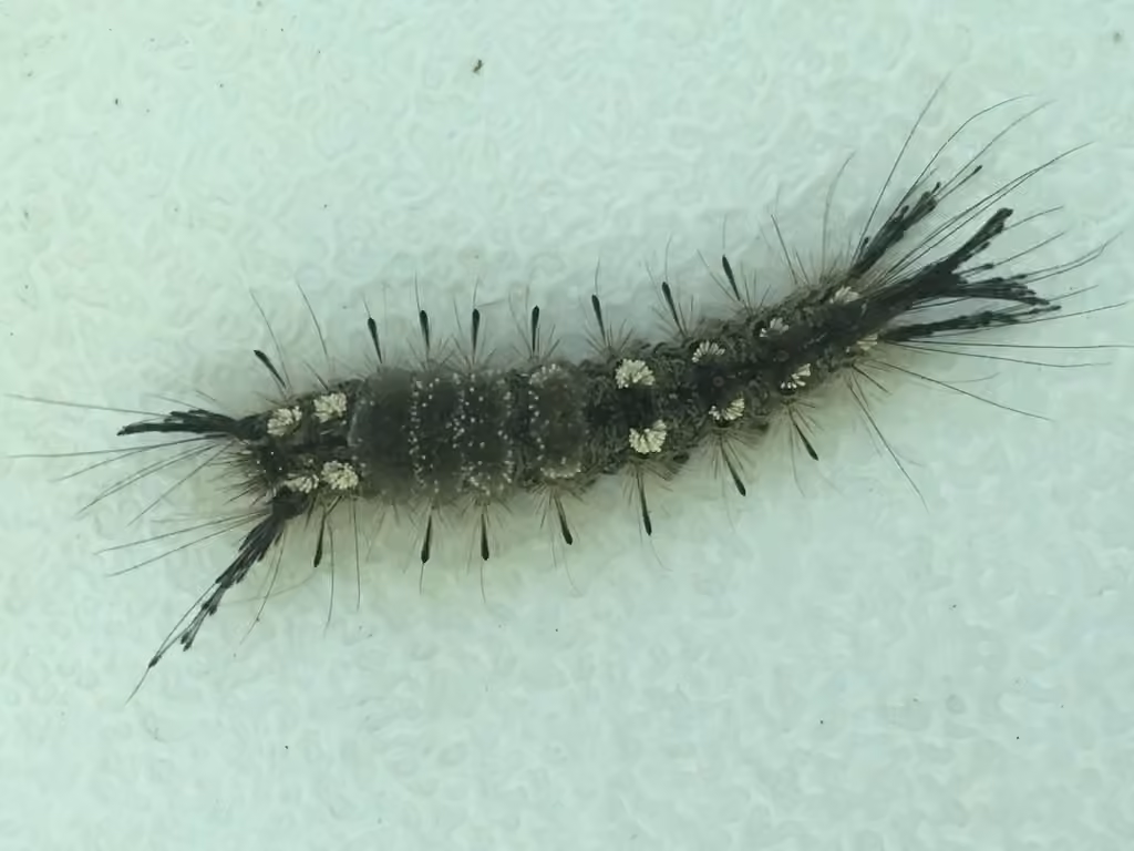 Chenille à houppes grises, Chenille