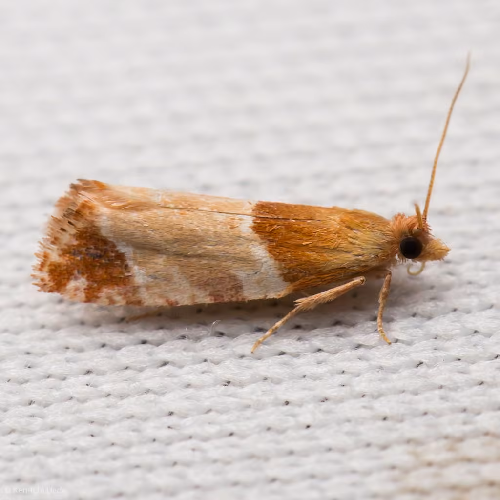 Epinotia castaneana, Adulte