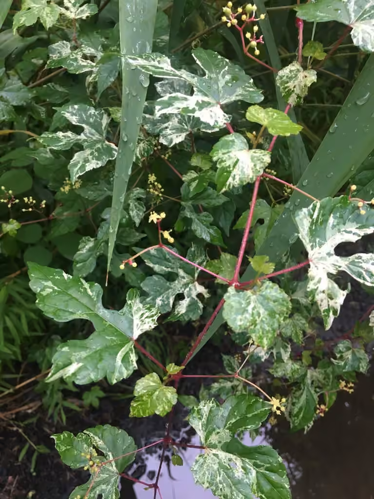 Porcelain berry, In flower