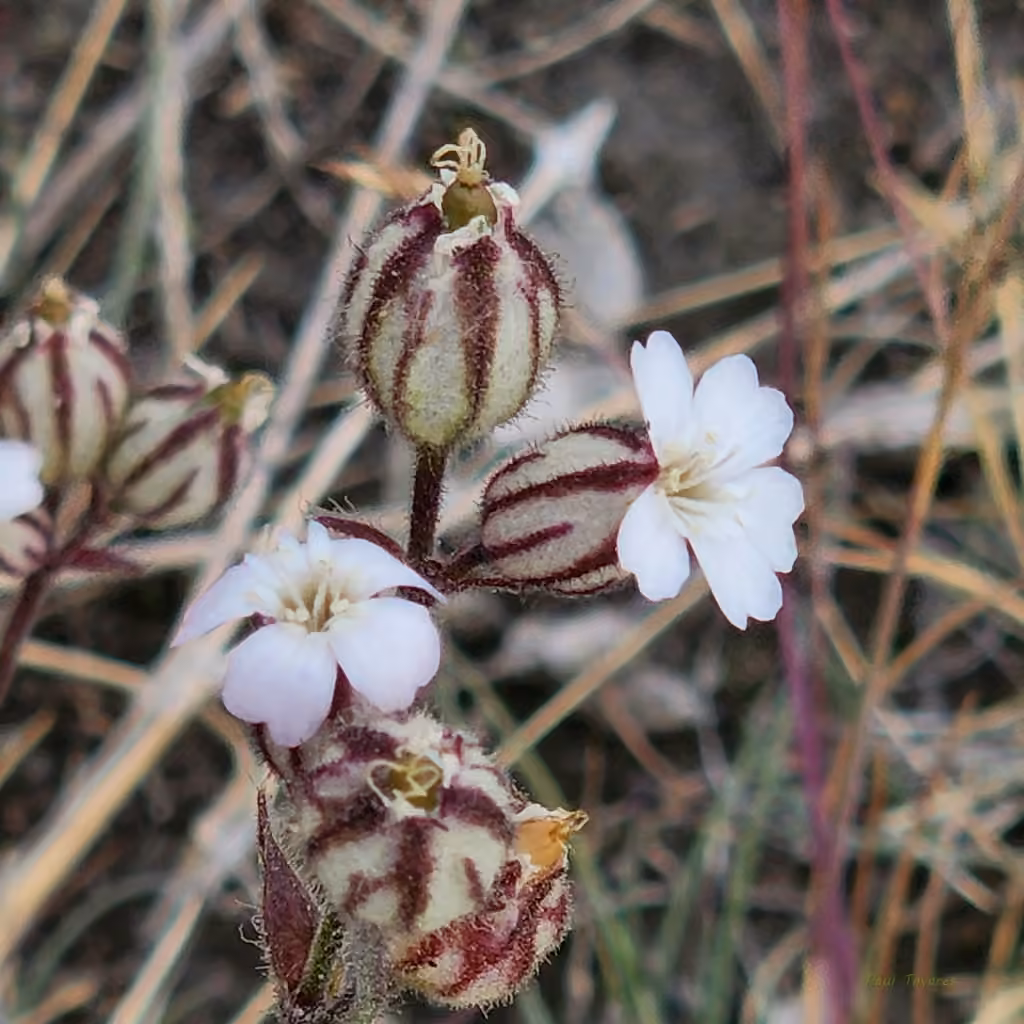 Silène involucré, En fleurs