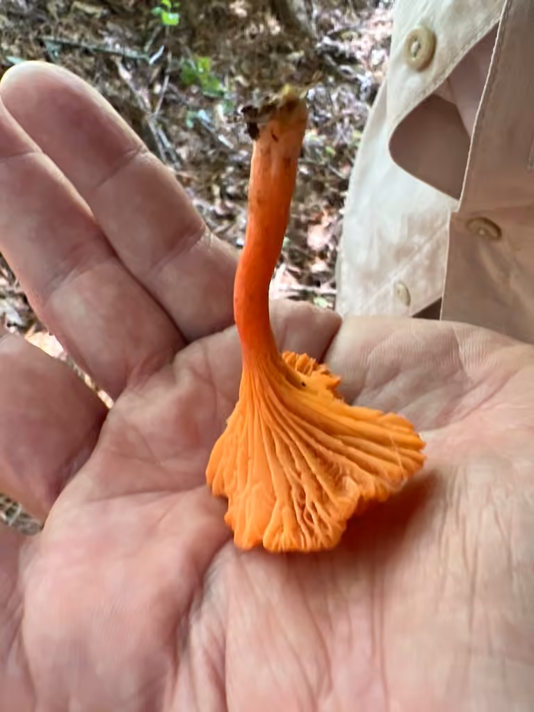 Cinnabar Chanterelle, photo 2 of 5