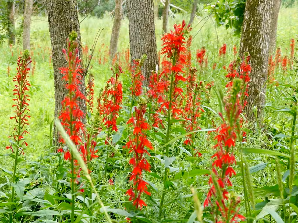 Lobélie cardinale, En fleurs