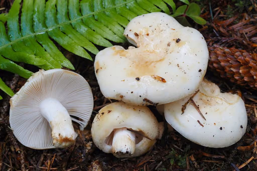 Russula crassotunicata, photo 1 sur 5