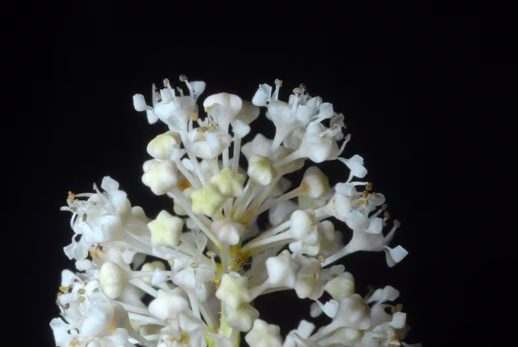 New Jersey tea, In flower