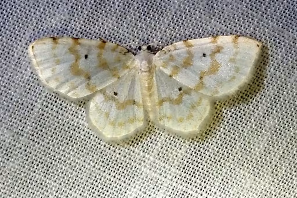 Fragile White Carpet, photo 3 sur 5