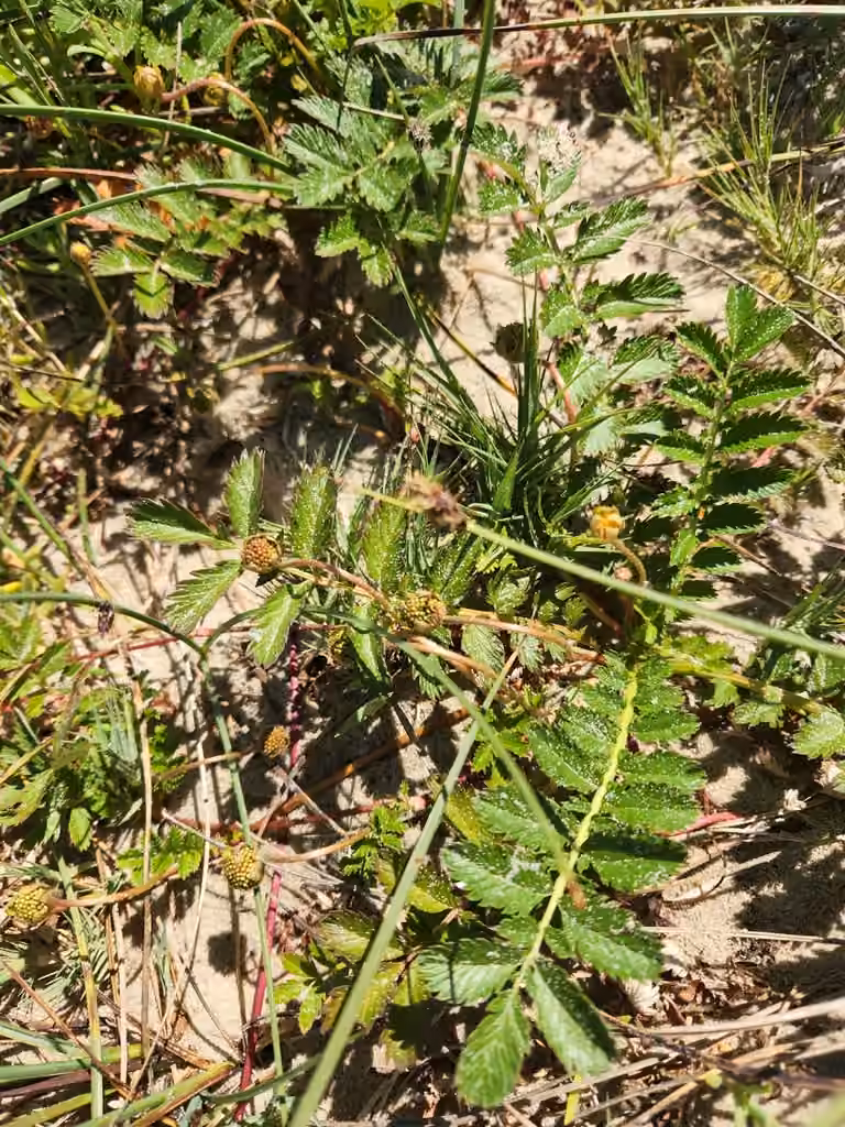 Potentille du Pacifique, En fruits