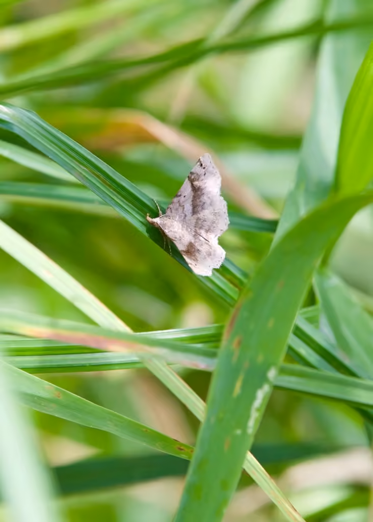 Six-spotted Gray, Adult