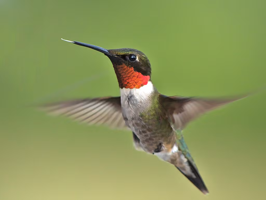 Ruby-throated Hummingbird