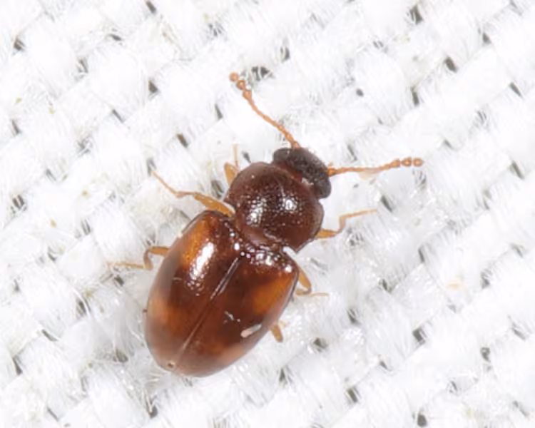 Beautiful Pleasing Fungus Beetle, photo 1 of 5