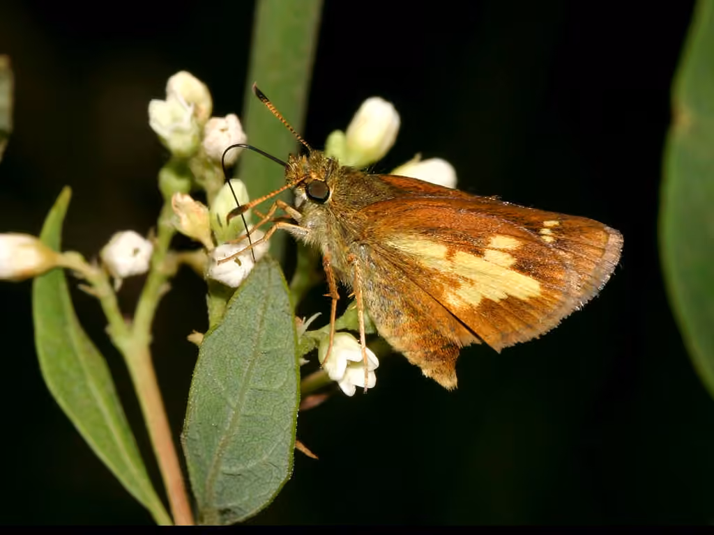 Mulberry Wing, photo 1 of 5