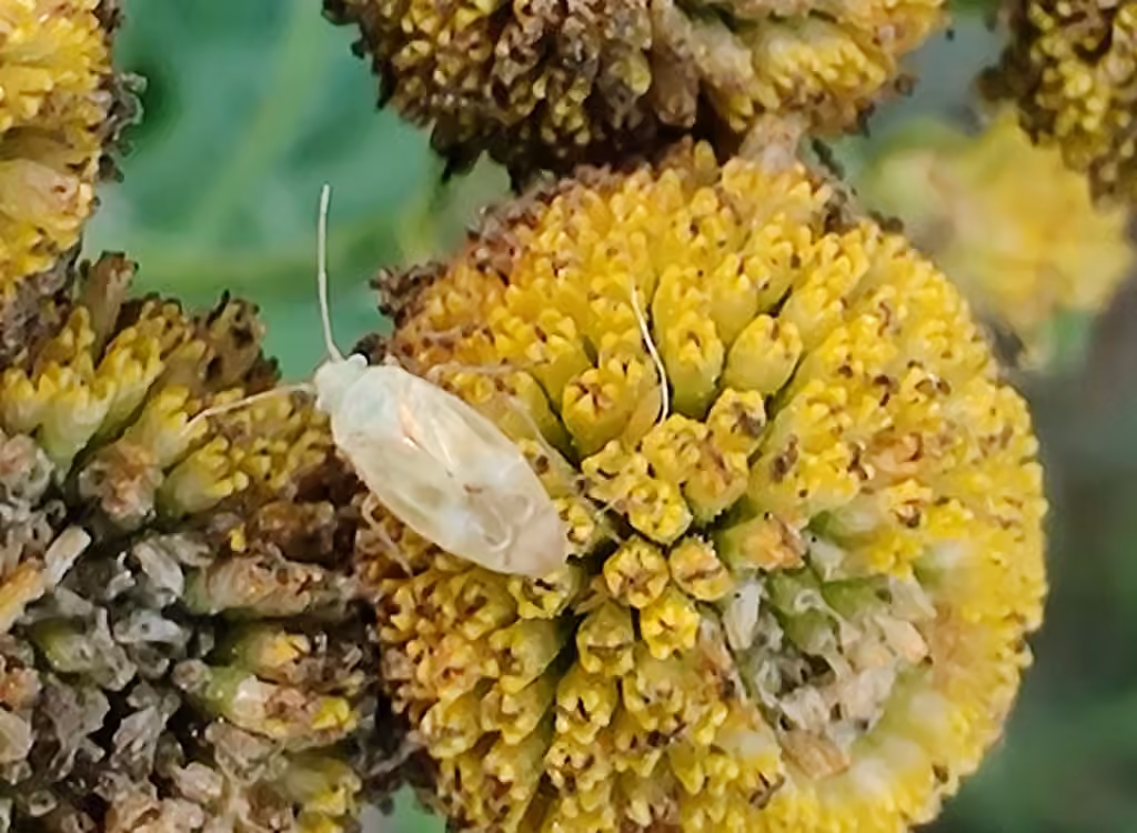 Plant bug, Nymphe