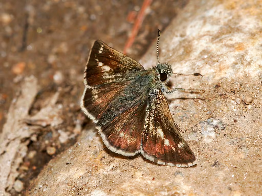 Pepper and Salt Skipper, photo 2 of 5