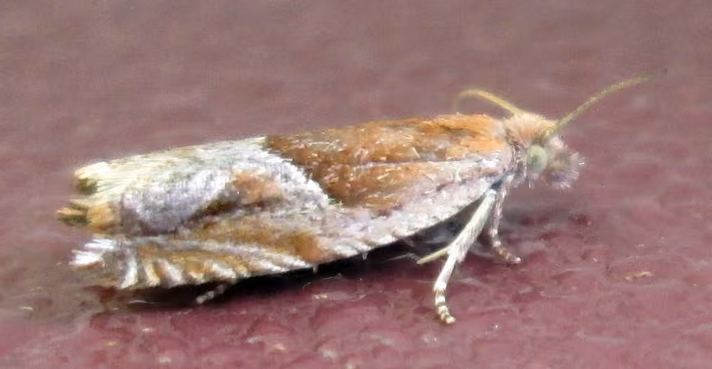 Strawberry Leafroller Moth, photo 1 of 5
