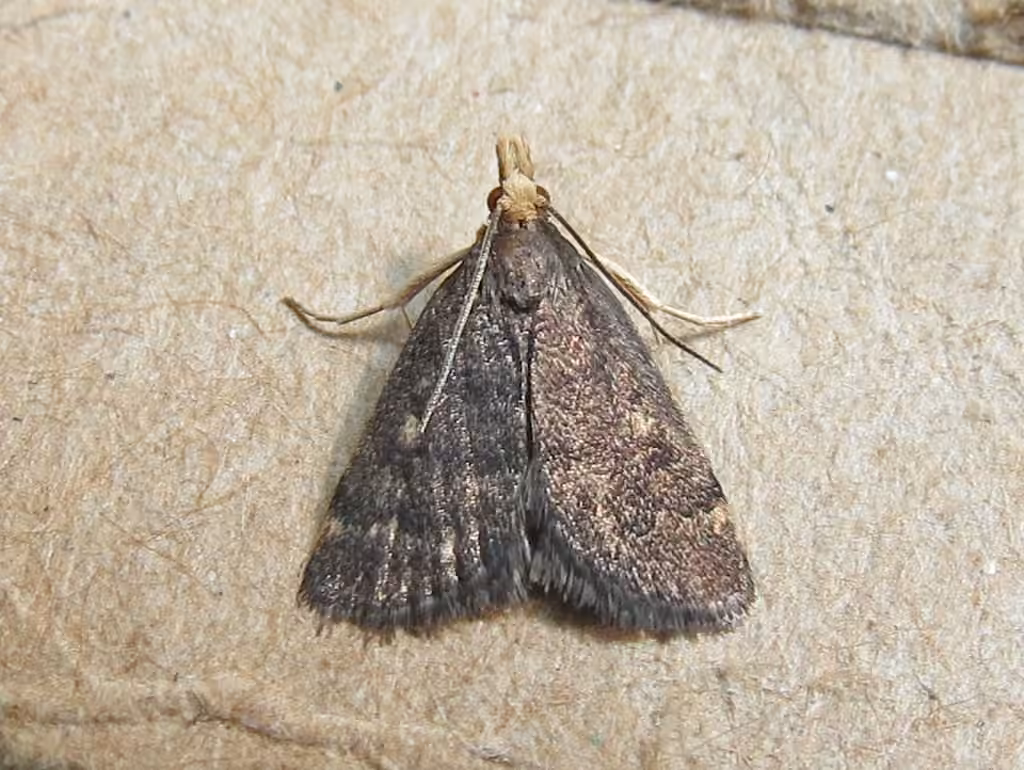Merrick's Crambid Moth, photo 1 sur 5