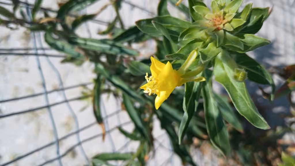 Oakes' evening primrose, Flower buds