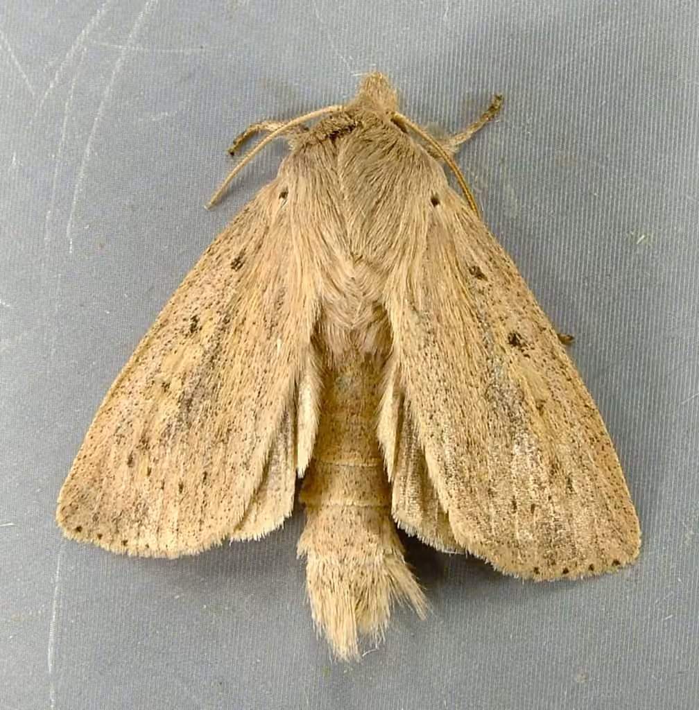 Oblong Sedge Borer Moth