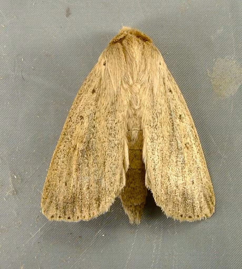Oblong Sedge Borer Moth, photo 2 of 5