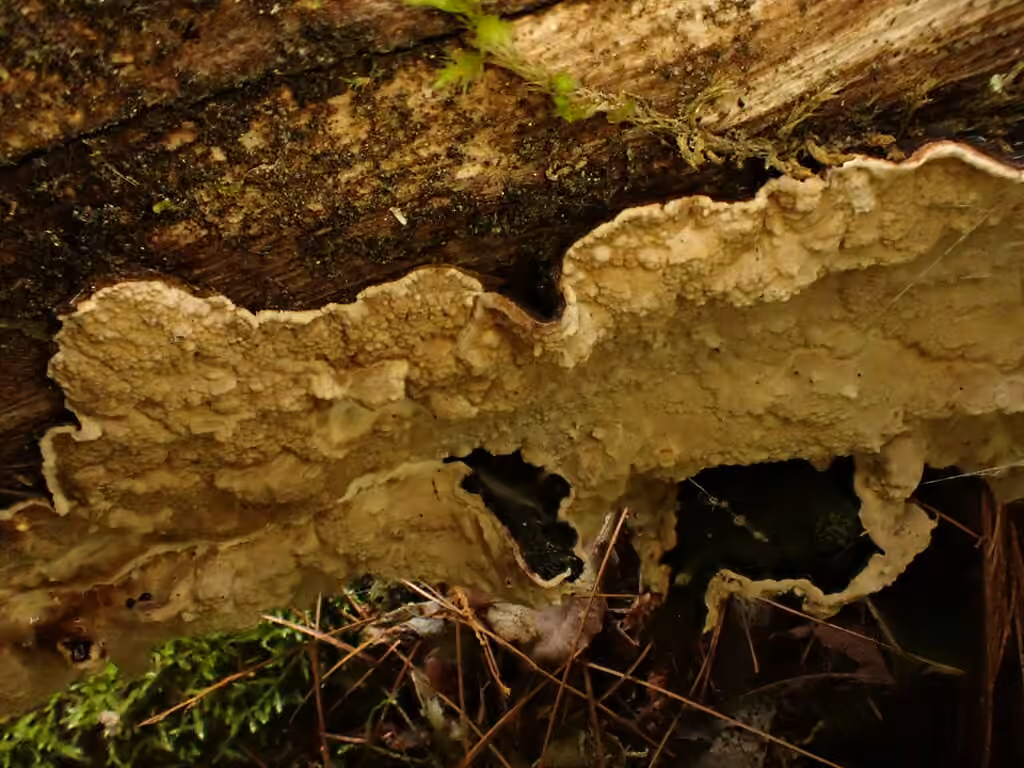 Cystostereum murrayi, photo 3 of 5